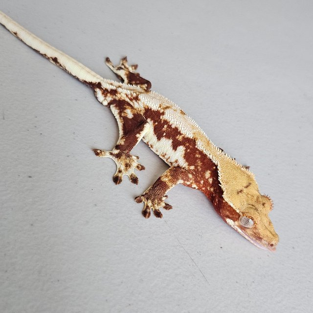 레드 릴리화이트