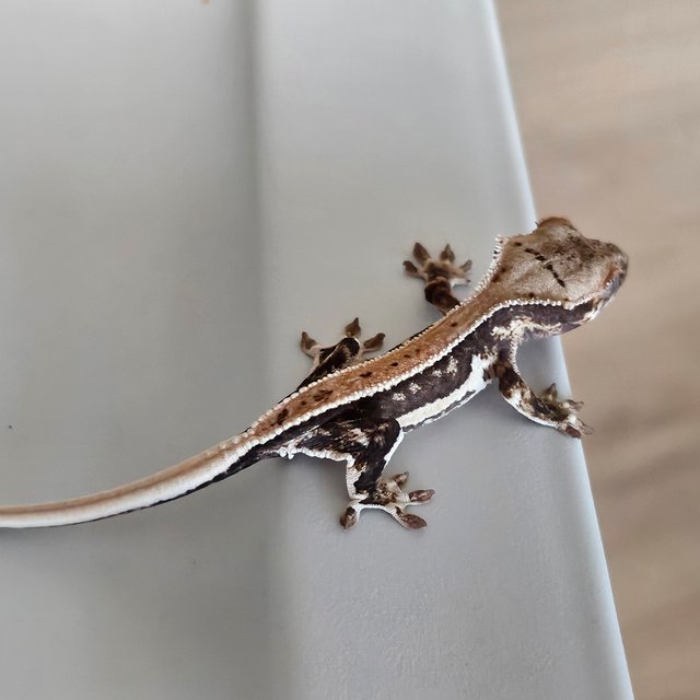 풀핀 릴리화이트