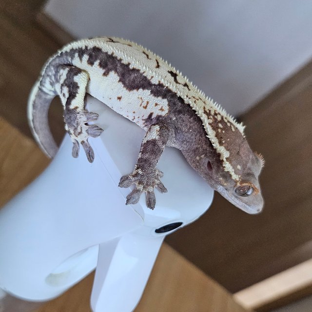 프라푸치노