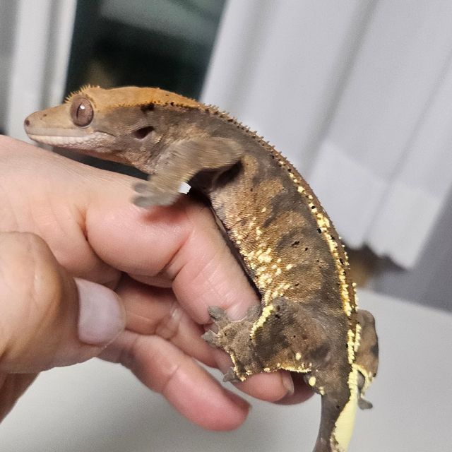 카푸치노