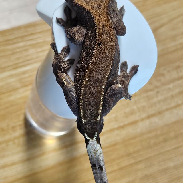 카푸치노