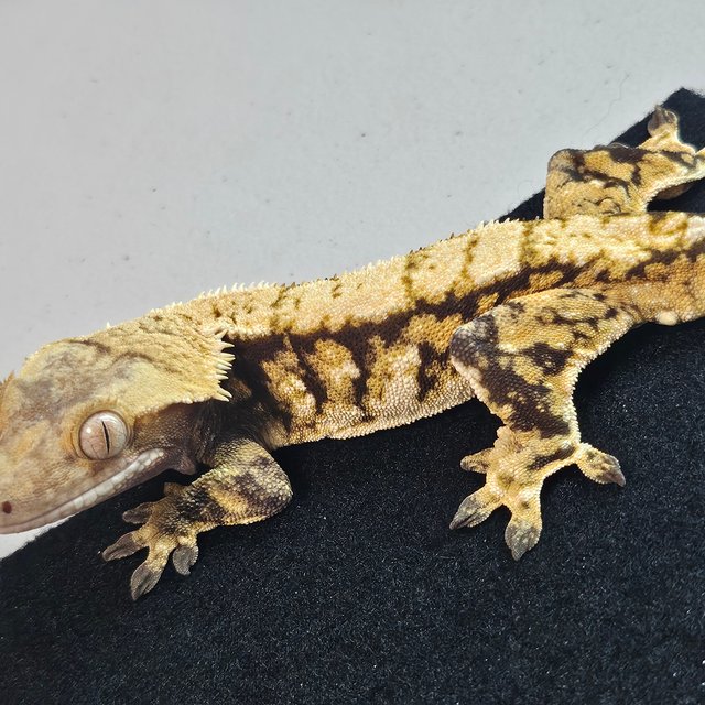 트라이 익스트림할리퀸