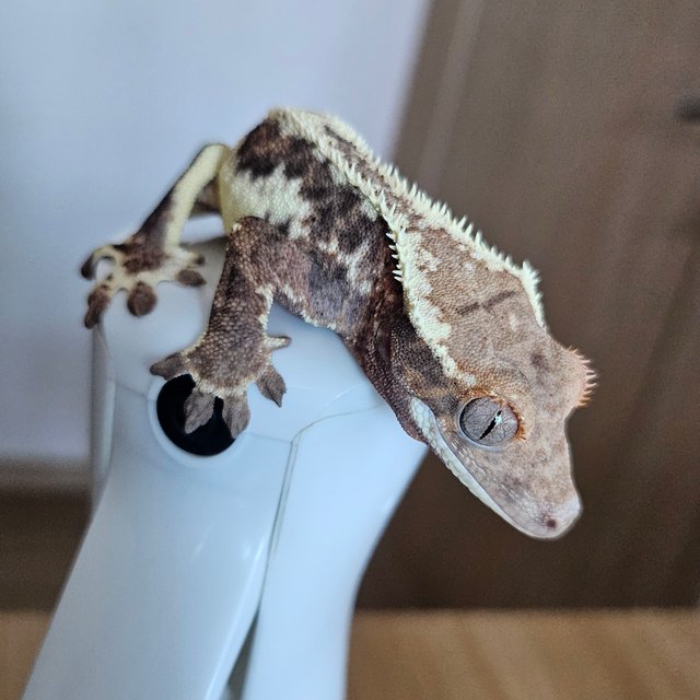 프라푸치노