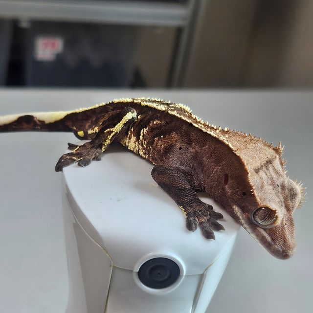 카푸치노