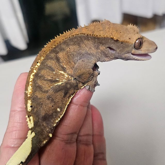 카푸치노