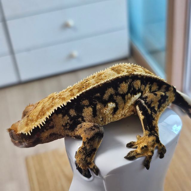 트라이 익스트림할리퀸