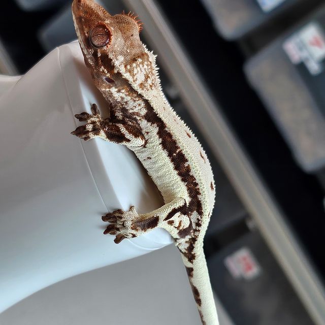 프라푸치노