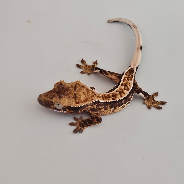 트라이 익스트림할리퀸