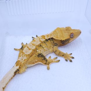 트라이