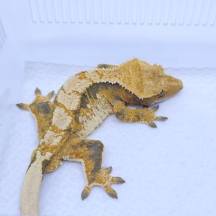 트라이