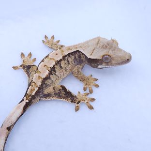 트라이