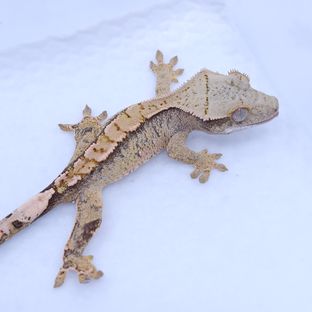 트라이