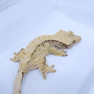 트라이
