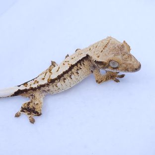 트라이