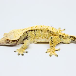 트라이 노멀 (부)