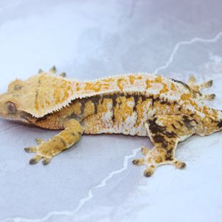 마고