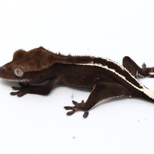 Axanthic