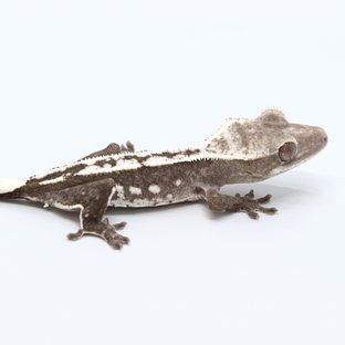 Axanthic
