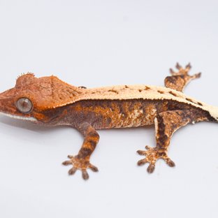 텐저린 트라이 세이블