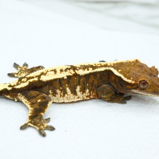 세이블