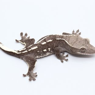 Axanthic