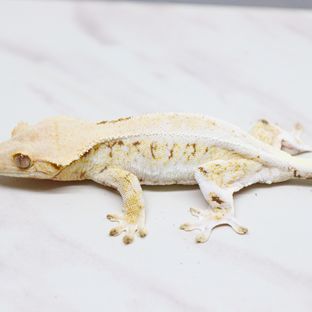클로이