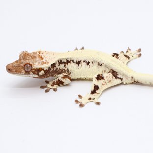 Frappuccino