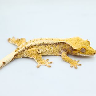 Normal White Spot Drippy