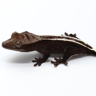 Axanthic