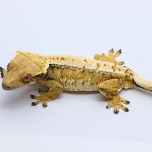 루지1