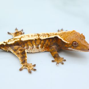 세이블