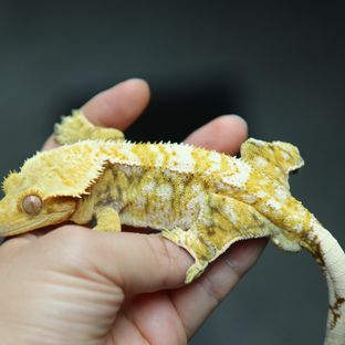 니모