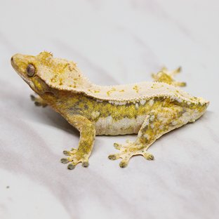 데이지