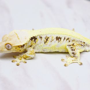 케비