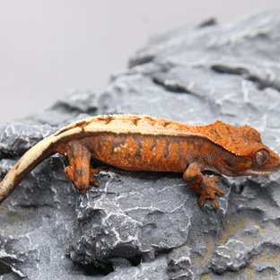 텐저린 드리피 세이블