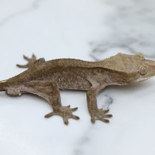 Axanthic