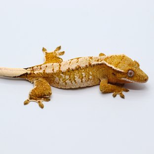 코알1