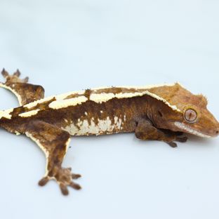 세이블