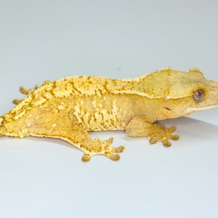 Normal Cream Creamsicle