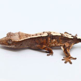 100% Het Axanthic Sable