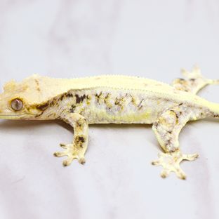 네코