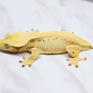 라프