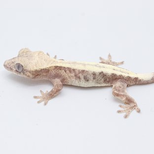 슈퍼세이블 릴리