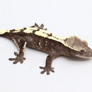 Sable Axanthic