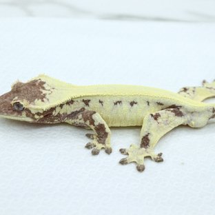릴리 세이블