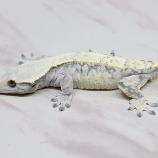 백설