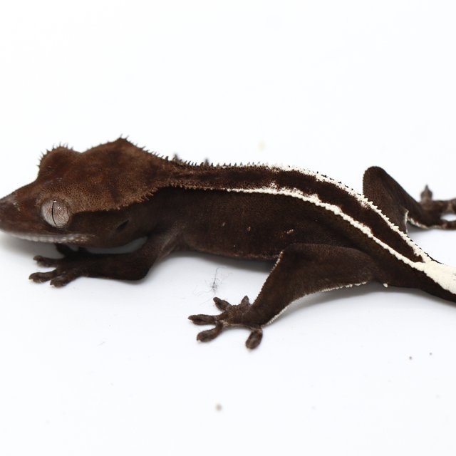 Axanthic