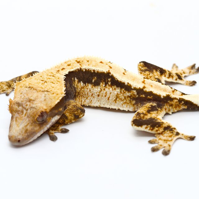 100% Het Axanthic