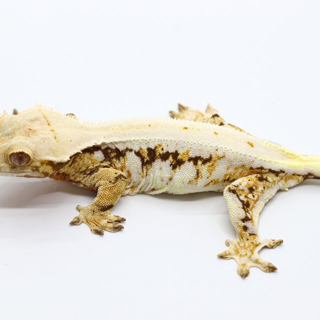 Lilly White