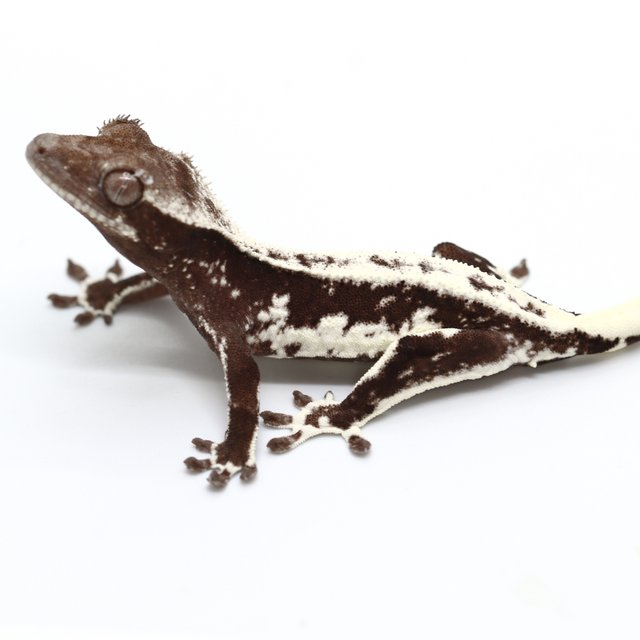 Lilly Axanthic
